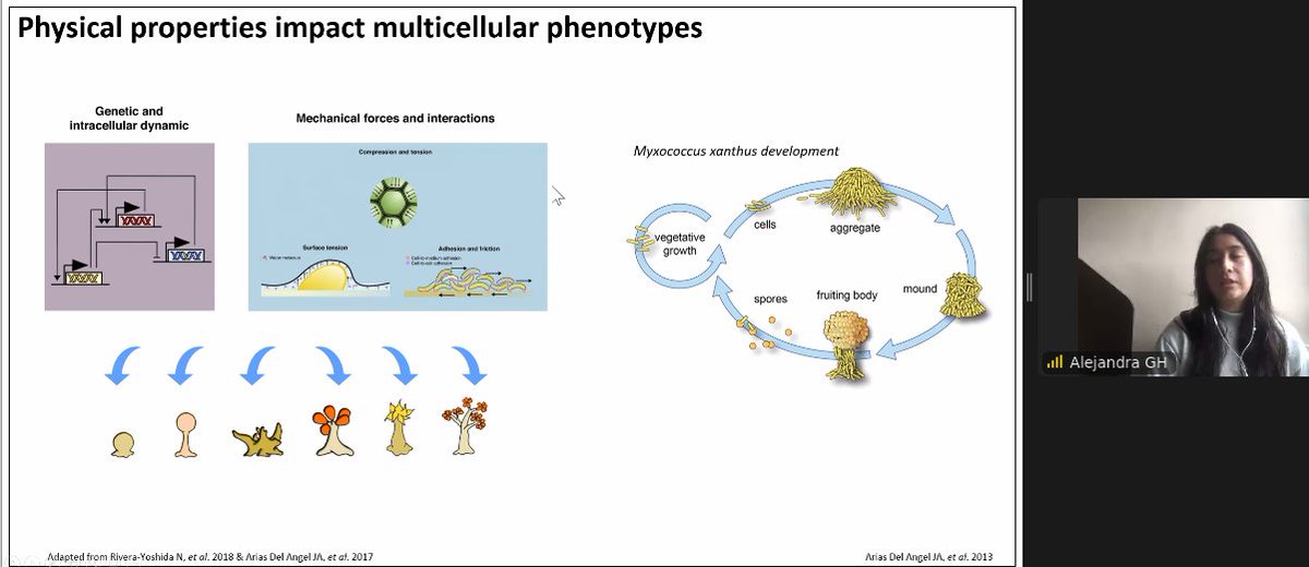 networks_dynamo's tweet photo. In the final talk of the Biology &amp; Neuroscience session, Alejandra Guzmán-Herrera (UCL, United Kingdom) tells us about network motifs in morphology. Next session is "Dynamics, Motifs and Social Networks" with talks by @suneman, @giselle_zeno and @JacksonmMatt. See you there! https://t.co/GRXmJMuYMz