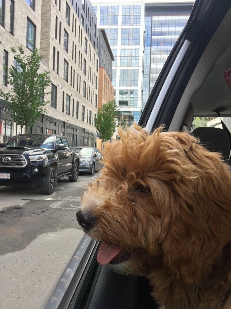 lucacarlone1's tweet image. It was great to catch up and go for a hike with the cool people in the #mitsparklab after &amp;gt;1year of zoom meetings! with our new temporary mascot, Teddy! 
@hankyang94 @TalakRajat @jingnanshi