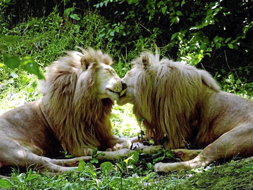 ParqueExplora's tweet photo. Las conductas sexuales en la naturaleza son diversas.

Numerosos casos de cópula, estimulación genital, juegos de apareamiento y exhibiciones no ocurren entre macho y hembra o con fines reproductivos.

Un hilo diverso ‍🌈👇 https://t.co/wPJqxmkz8g