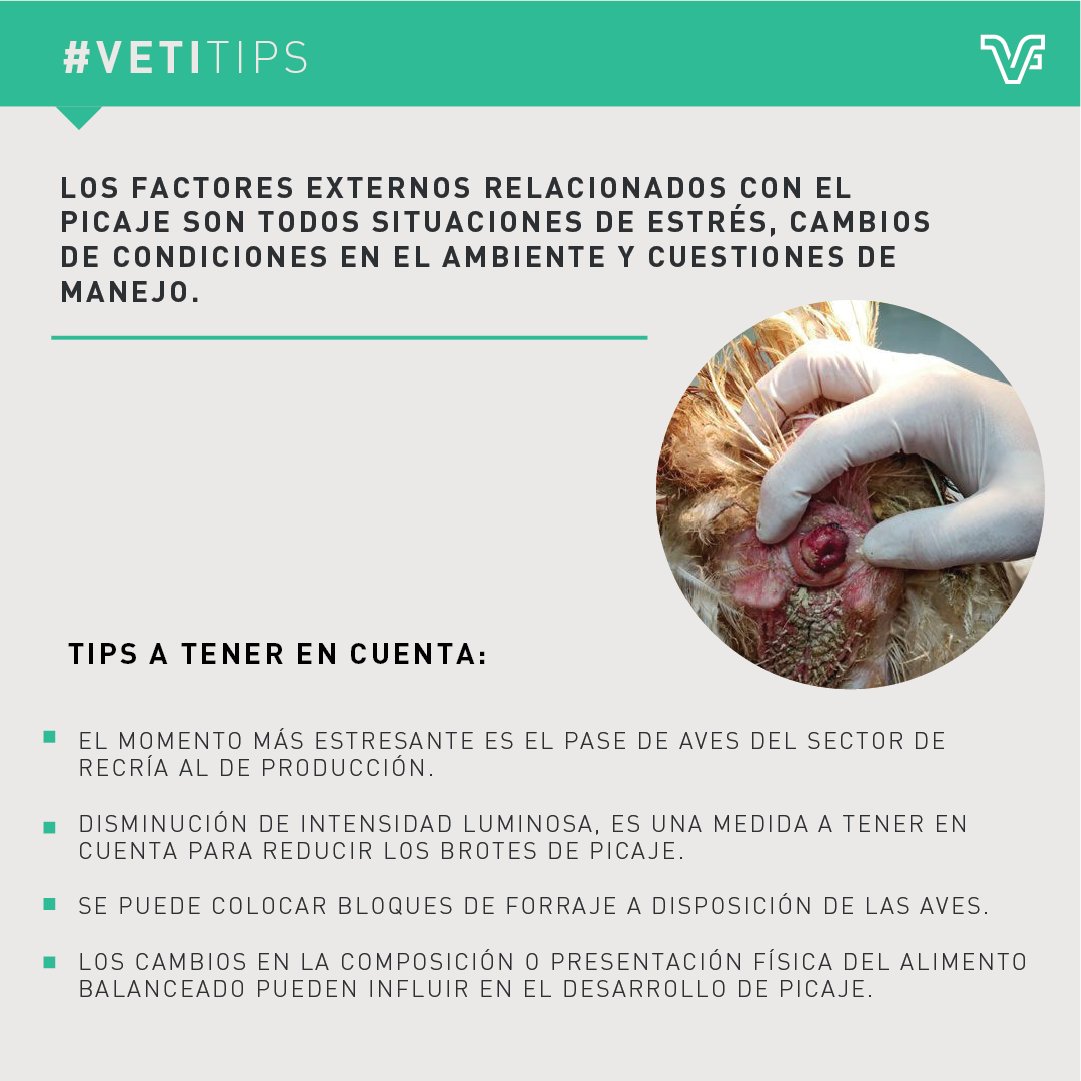 vetifarma's tweet photo. #VetiTips – Consejos para tener en cuenta frente a situaciones de picaje anormal o canibalismo en ponedoras
Los factores externos relacionados con el picaje son todas situaciones de estrés, cambios de condiciones ambiente, cuestiones de manejo https://t.co/ZOvfJNyvaw