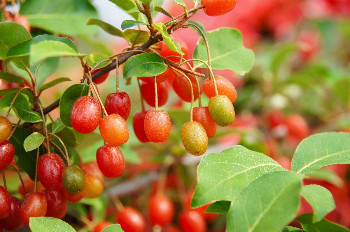 kokokarincyo tweet media