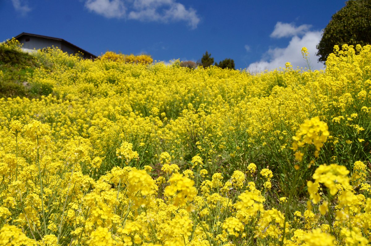 kokokarincyo tweet media