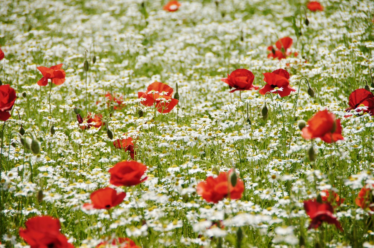 kokokarincyo tweet media