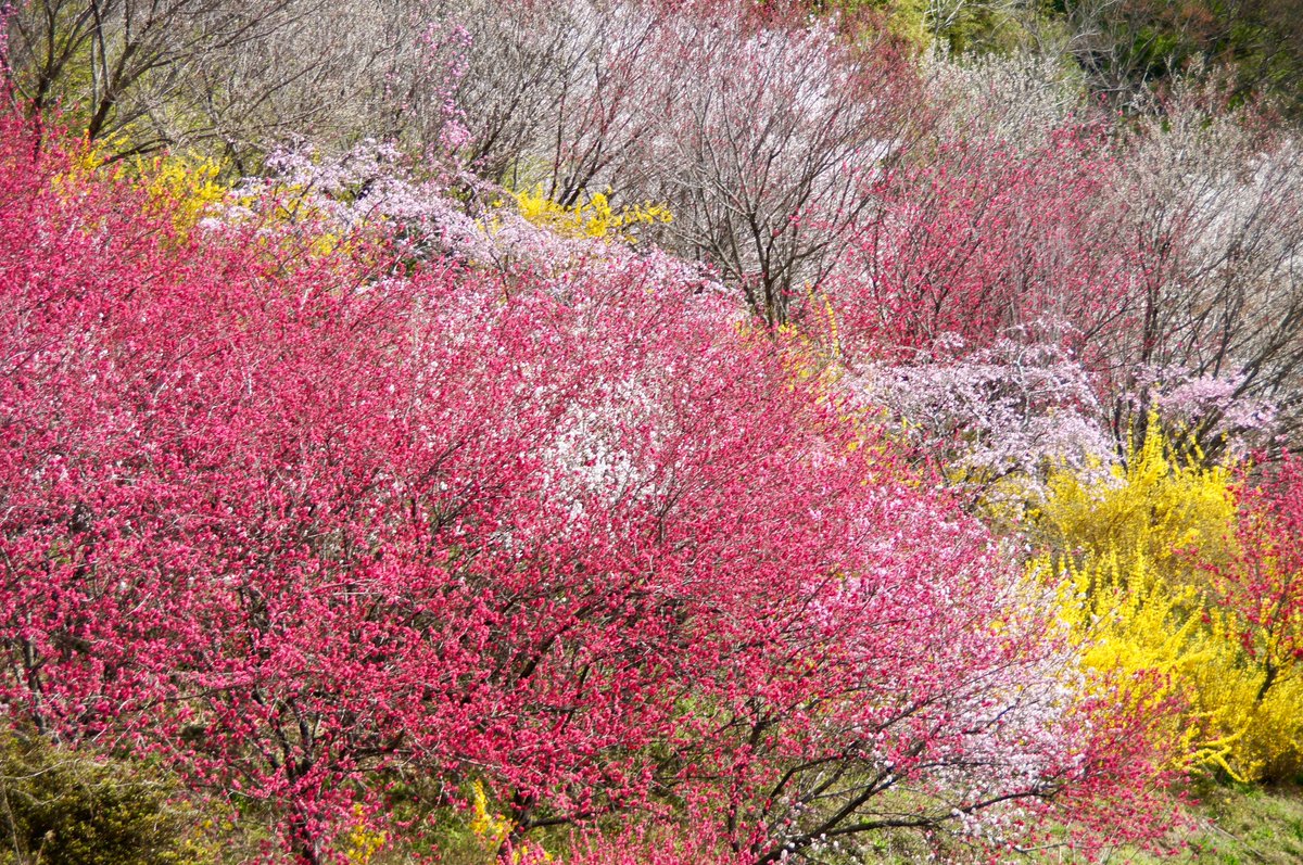 kokokarincyo tweet media