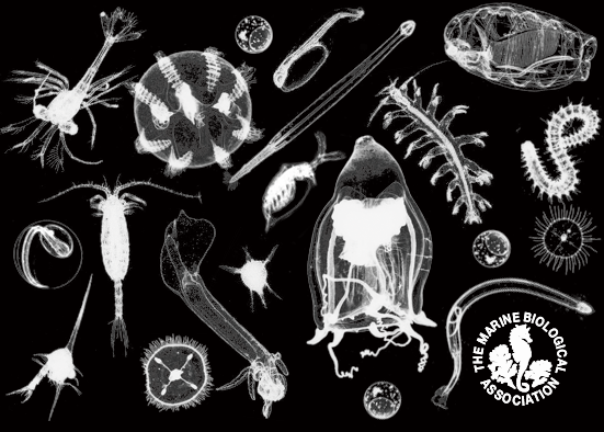 CPRSurvey's tweet photo. This week Dr Nicolas Djeghri joins our exciting iCPR project team! His goal is to bring functional traits into CPR data, which will better describe marine ecosystems, derive important ecological indicators & could perhaps help predict the future of our oceans! #Welcome #TeamCPR https://t.co/FrX1aJobay