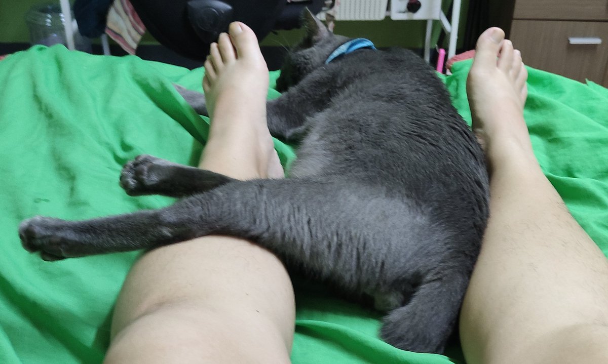 Kumi Auf Twitter 寝ノラ いつも私に足を乗っけて寝るんだけど 猫の世界にも足を上げて寝る健康法が Kumi Auf Twitter 寝ノラ いつも私に足を乗っけて寝るんだけど 猫の世界にも足を上げて寝る健康法が