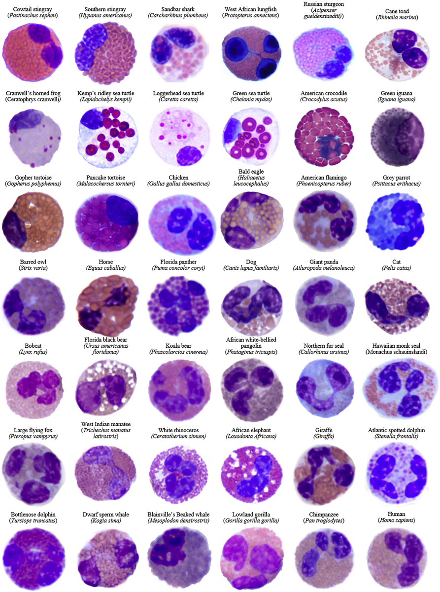 A tribute to #eosinophils from a comparative and evolutionary perspective (source: Journal of Allergy and Clinical Immunology Volume 147 Issue 3 Pages 1115-1116 (March 2021) DOI: 10.1016/j.jaci.2020.12.002). Wright-Giemsa stain. ×100 objective.