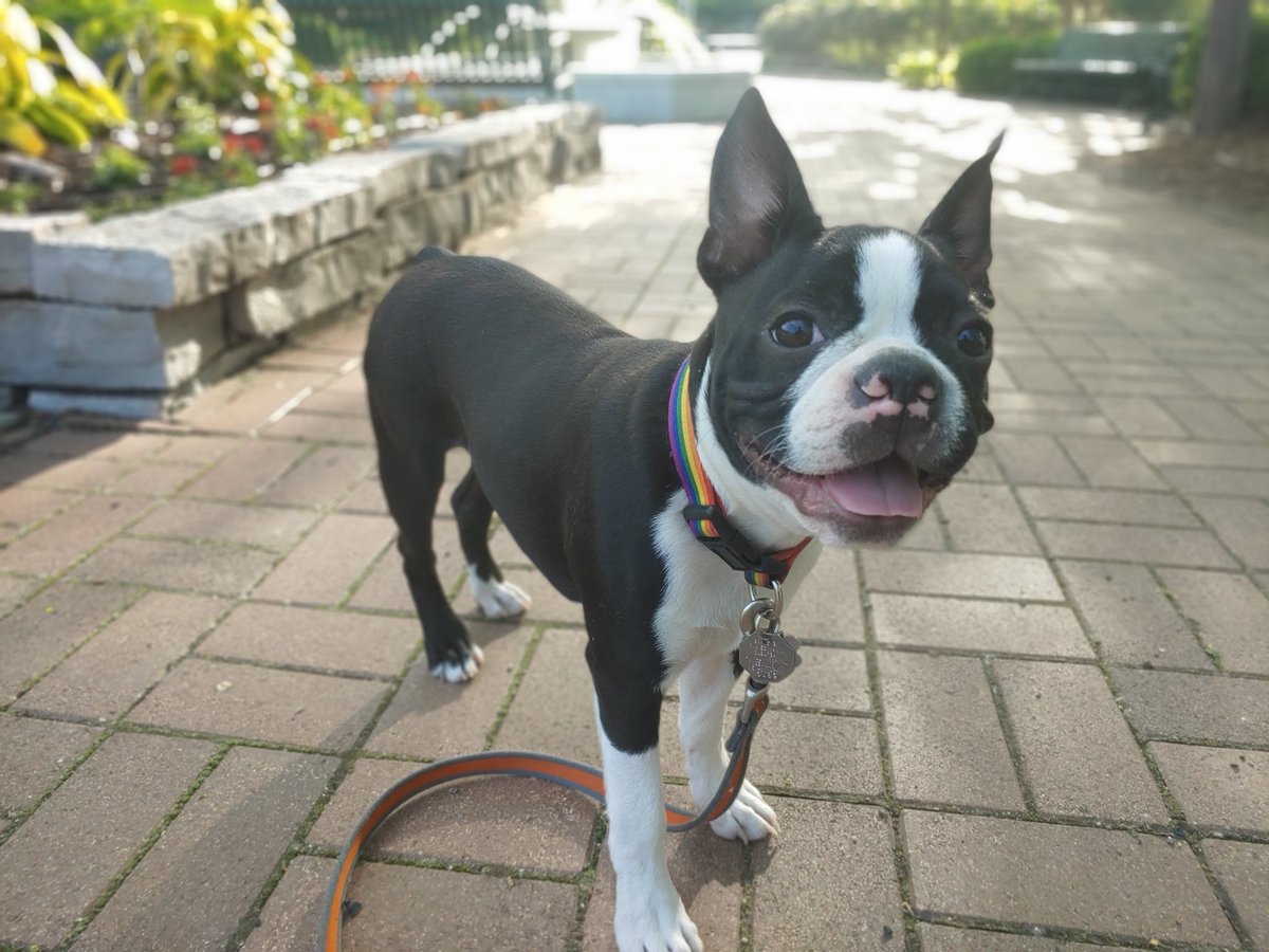 Chris_Veeder's tweet photo. @WCCO Boston Terriers! Intelligent, loving, funny, and so stinking cute! This is Winston, my 6 month old puppy. https://t.co/UkUfBNcNa7