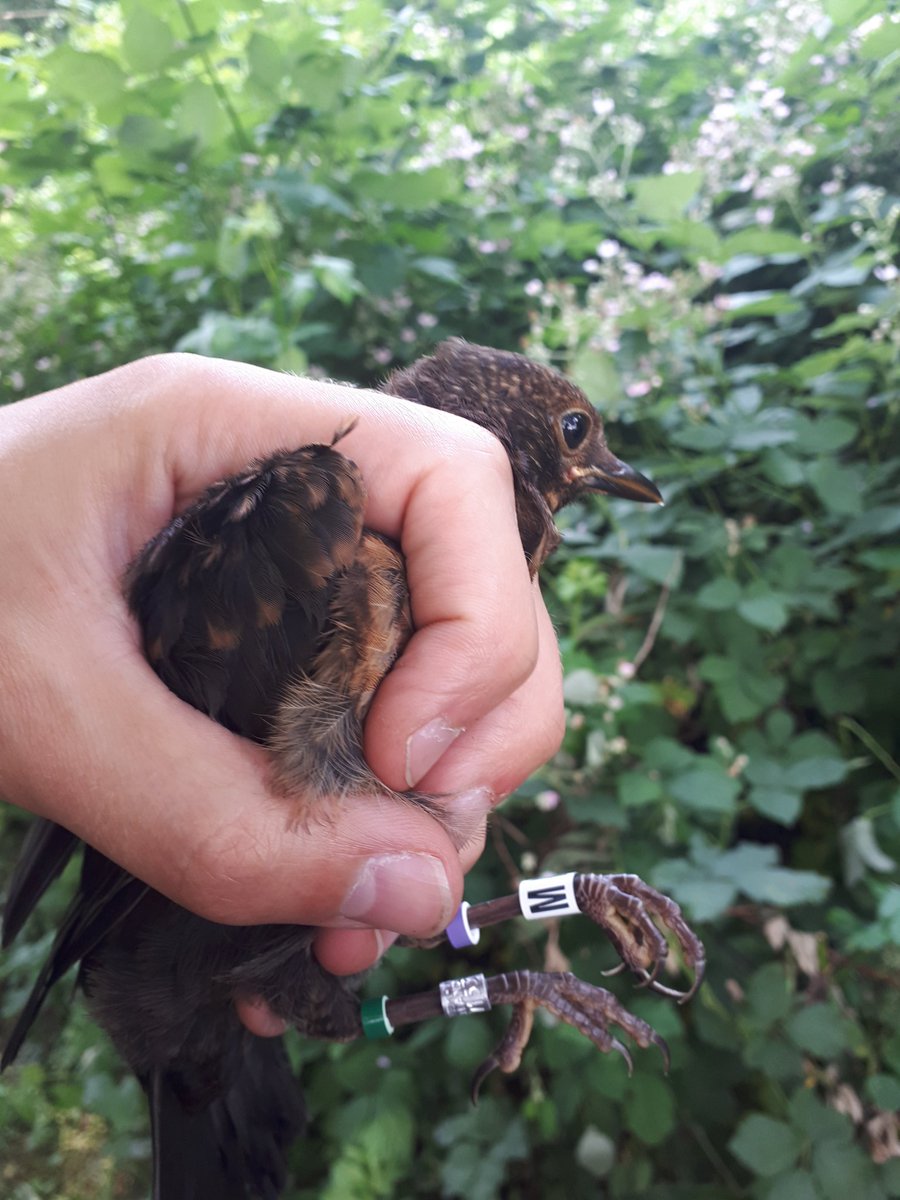 One Health PACT (@onehealthpact) on Twitter photo Last Sunday, <a href="/TjommeM/">Tjomme van Mastrigt</a> @Morrison_Pot <a href="/JurrianvanIrsel/">Jurrian van Irsel</a> woke up very early to catch birds in Wageningen. This fledged Common blackbird was one of them, which was colour-ringed, sampled for USUV and WNV and released. Hopefully we can find the bird breeding in 2022! Last Sunday, <a href="/TjommeM/">Tjomme van Mastrigt</a> @Morrison_Pot <a href="/JurrianvanIrsel/">Jurrian van Irsel</a> woke up very early to catch birds in Wageningen. This fledged Common blackbird was one of them, which was colour-ringed, sampled for USUV and WNV and released. Hopefully we can find the bird breeding in 2022!