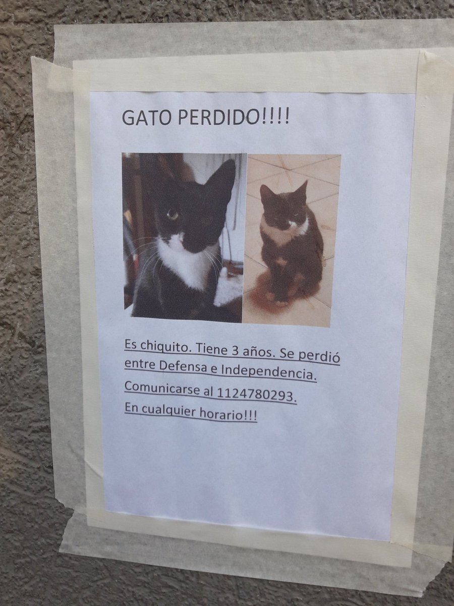 Anita_Berta's tweet photo. @DeGatitos_  gatito perdido en San Telmo 🙋🏻❤❤🐱❤❤ https://t.co/aiXsUe4zN6
