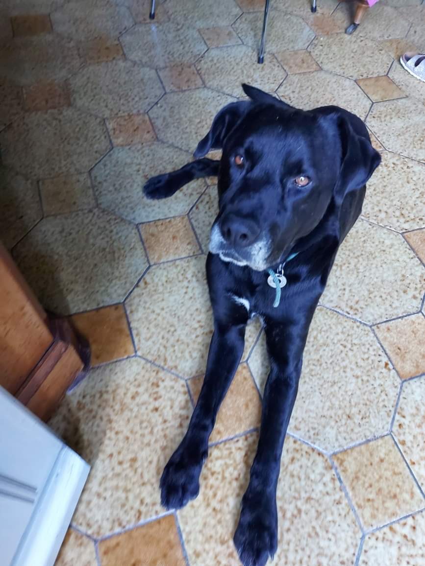 Respectons's tweet photo. NOUVELLE #URGENCE ⚠
Nous recherchons une #famille d'accueil ou adoptants pour le très beau Léon C'est un labrador de 7 ans, très gentil et intelligent 
 #FA ou #adoption #chien #animaux  tous dept Sylvane 0638429707
#Merci du RT + d'infos en bas ⬇️ https://t.co/5b4IJXSbHv