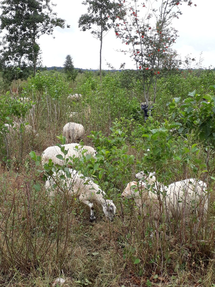 In het #Fochteloërveen zet @Natuurmonument #drukbegrazing in met schaapskuddes. Maar werkt dat ook? Na drie jaar onderzochten wij of het effect heeft gehad. Ontdek de resultaten op onze website: bit.ly/schapenbegrazi…