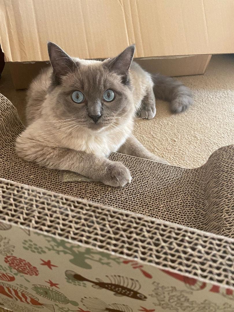 ElizabethRadcl5's tweet image. I am just ordering this fantastic book now xxxx #bluepoppypub #evelinalondon #paula_hudgell Love Beth and Boots xx