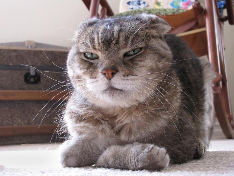 ThePhilosopurr's tweet photo. #ThatFaceYouMakeWhen your hoomom tells you it’s not noms time and there is always nibblettes available.. ha, nibblettes, where am I? Astronaut training? Keep your freeze dried turds to yourself, gimme the good stuff already.. https://t.co/NPZ4e73gAY