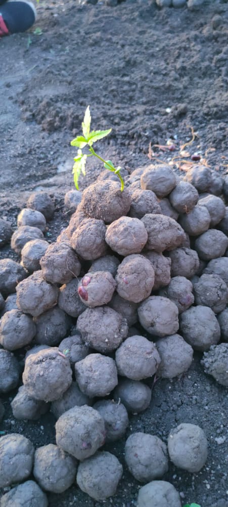 HELLOFOUNDATIO5's tweet photo. We are going to throw seed mud  balls on the land of forest department Parbhani district.. let's join us
 for more details contact 
9420234744
#saveforest #SaveEarth 
Donate hello foundation
https://t.co/etTCflb72H https://t.co/4AaFBDsPG3
