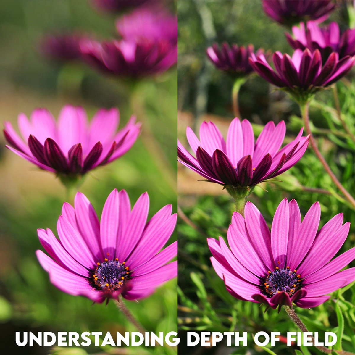 thearchivalco's tweet photo. Photography Terms to Know: Depth of Field (DOF)

DOF refers to how much area around the subject is in focus. A narrow DOF only focuses on the subject; wide will get the background and foreground. A skilled #photographer can control this feature to produce an attractive result. https://t.co/KpsciwNWJT