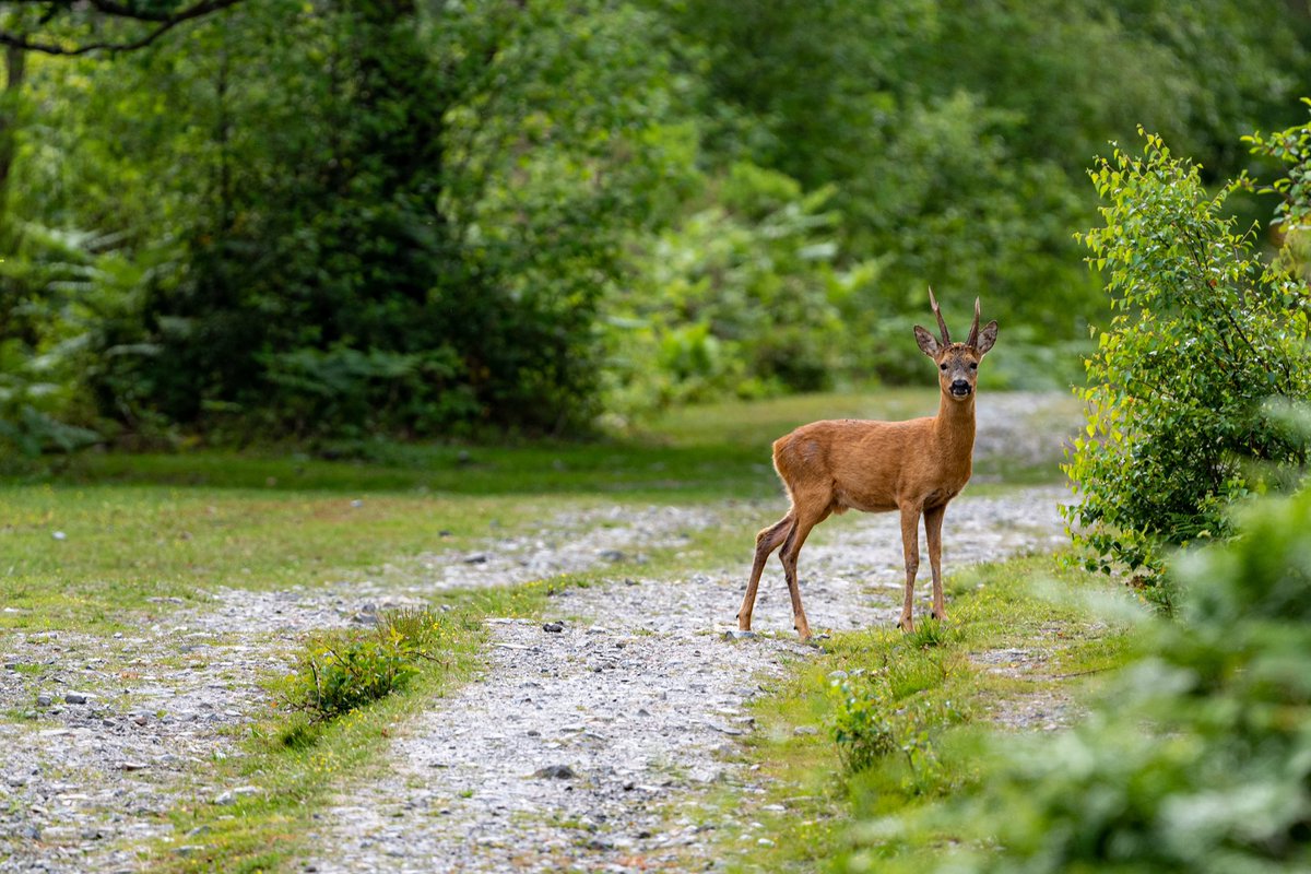 #alamycontributors #nature #wildlife