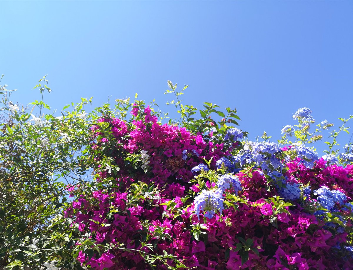 Ces quelques fleurs pour vous souhaiter un très bel après-midi estival ☀️💙 #CetEteJeVisiteLaFrance 🇫🇷