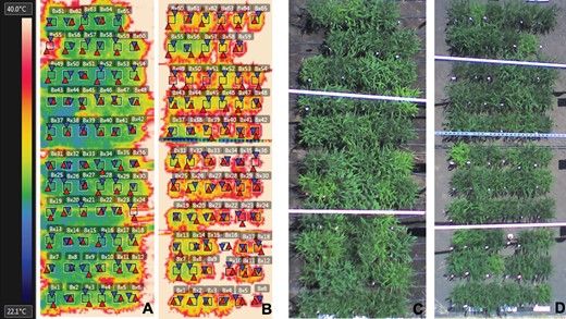 JXB @jxbotany.bsky.social (@jxbot) on Twitter photo Correlation and co-localization of QTL for #stomatal density, #canopy temperature, and productivity with and without #drought stress in #Setaria bit.ly/363IhAh <a href="/leakey77/">Andrew Leakey</a> <a href="/BaxterTwi/">Ivan- I stand with 🇺🇦</a> and colleagues
#openaccess Correlation and co-localization of QTL for #stomatal density, #canopy temperature, and productivity with and without #drought stress in #Setaria bit.ly/363IhAh <a href="/leakey77/">Andrew Leakey</a> <a href="/BaxterTwi/">Ivan- I stand with 🇺🇦</a> and colleagues
#openaccess