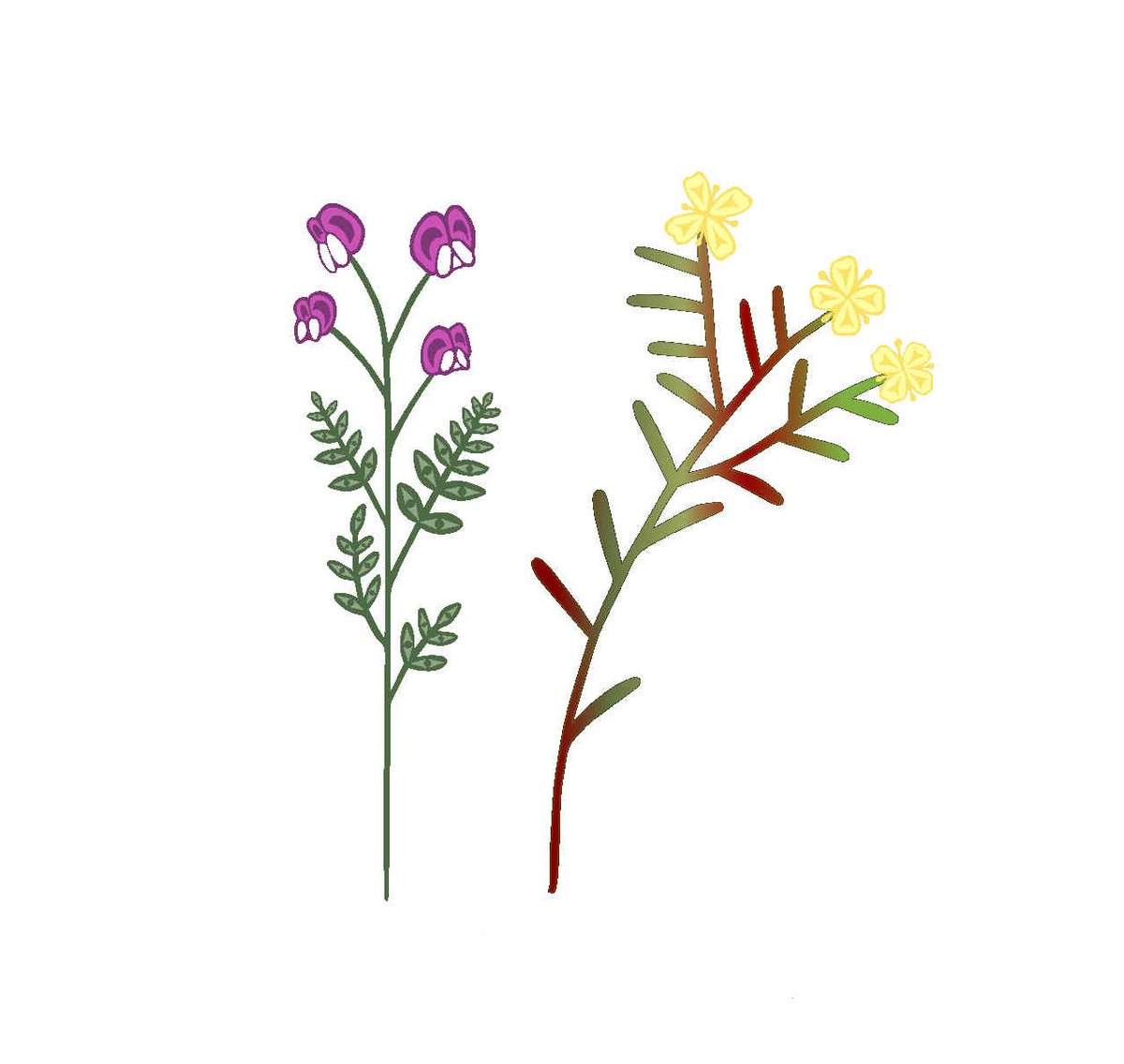 GulfIslandsNPR's tweet photo. Through the Growing Together project, Parks Canada is lending a hand (actually many!) to species that need a little extra help to thrive, like the Silky Beach Pea and Contorted-pod Evening Primrose on #SidneySpit. 🌼♥️
Learn more: https://t.co/EHuNBaeQCg https://t.co/D1APurGI9W