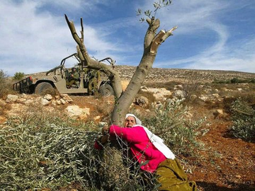 “If the olive trees knew the hands that planted them, their oil would become tears.” 
_ Mahmoud Darwish

#FreePalestine #SaveSilwan  #SavePalestine  #Palestine  #BDS #IsraeliTerrorism  <a href="/MEeye18/">ME_EYE</a>