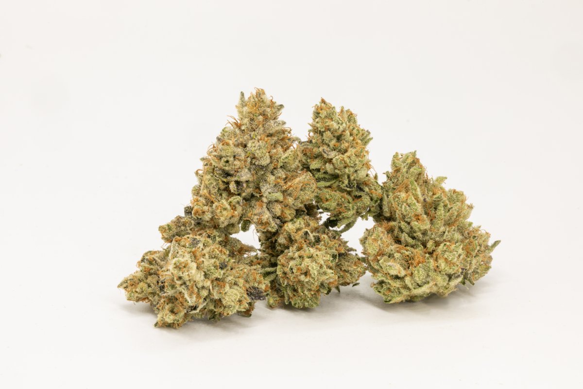 SummaCannabis's tweet photo. No sunrise, like a Coquito Sunrise ☀️ 🌅 New batches of this varietal coming soon!

Coquito Sunrise (Animal Cookies X Mango Haze)
Exclusively Bred, selected, and cultivated by #Summacannabis

Keep out of reach of children. For use only by adults 21 years of age or older. https://t.co/lL4bnOUXsj