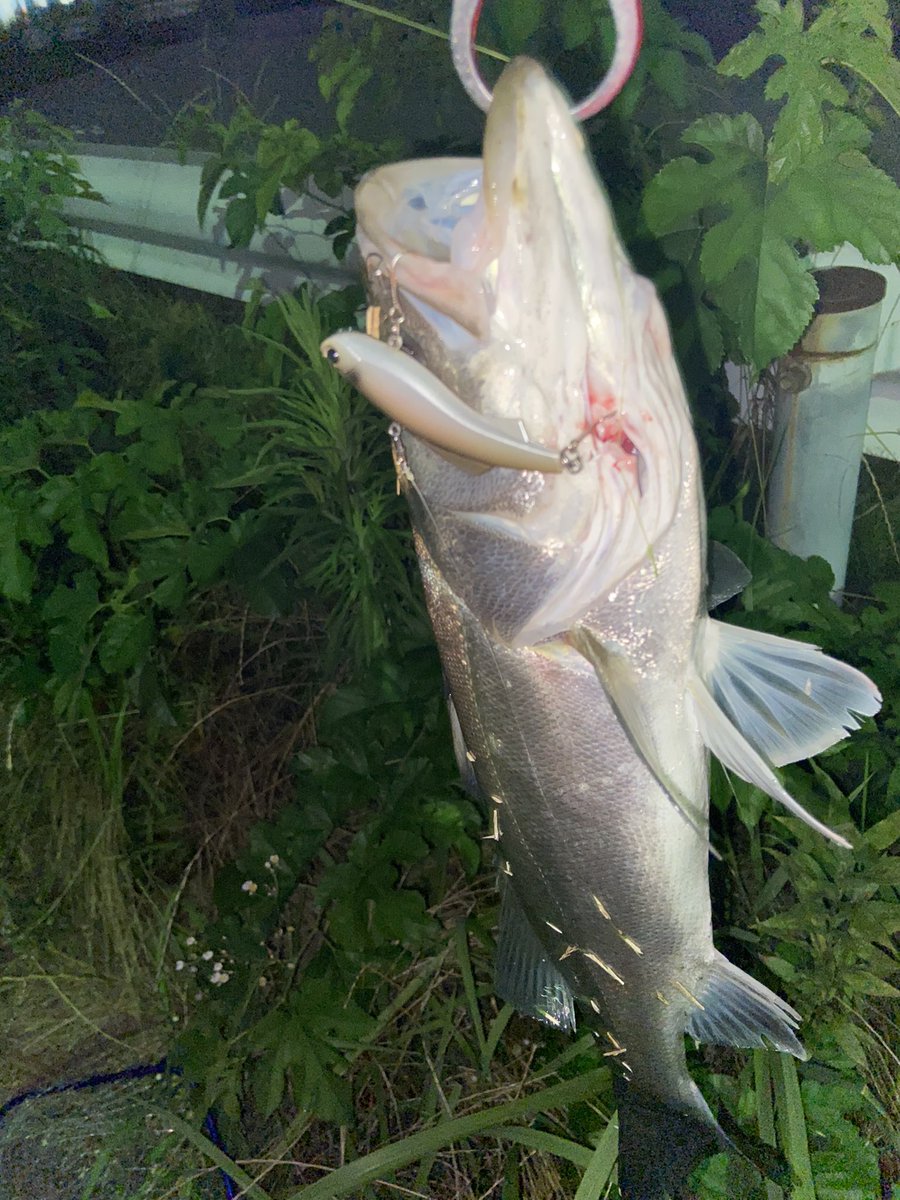 魚魚丸 Com またまたシリテンバイブ このルアー凄い エビっちゃうのが難点 しかし餌です このルアー シーバス 釣り オススメルアー アングラー 釣れる 魚魚丸 Com またまたシリテンバイブ このルアー凄い エビっちゃうのが難点 しかし餌です このルアー シーバス 釣り オススメルアー アングラー 釣れる