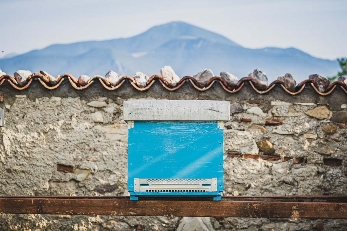 Starting today, our Brolo vineyard has become the sweetest of homes for 50 hives of busily-pollinating honeybees that are the latest addition to the Berlucchi Family.
More here: berlucchi.it/api-in-vigneto…