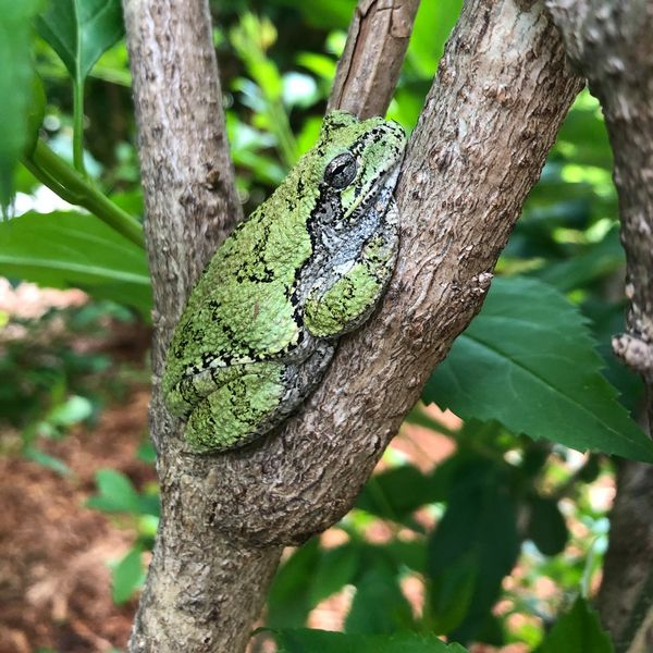 TanglewoodNC's tweet photo. @NancyCoddington @Jhua13 @NicholasBuss2 @BingUBio @Grasylvatica ours have been hanging out in shrubs and trees near ponds! https://t.co/b6jVMsufMj