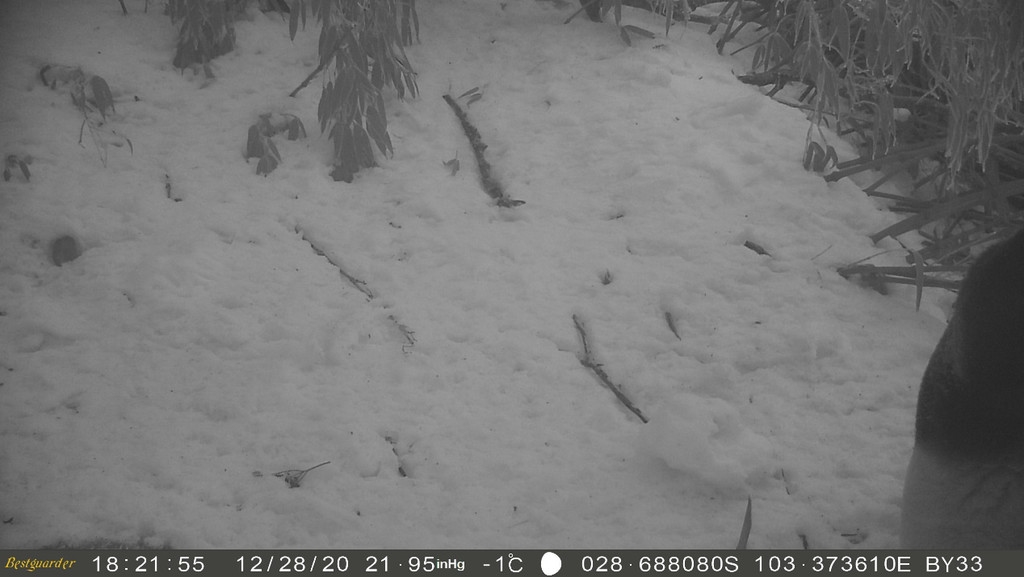 pandas_fr's tweet photo. 🐼😮 Un #panda photographié dans un secteur en reconquête par l'espèce dans la réserve naturelle de #Mabian #Dafengding (monts #Liangshan) ⤵️
https://t.co/lXoqt5jJjb https://t.co/XBrJh6rvWq