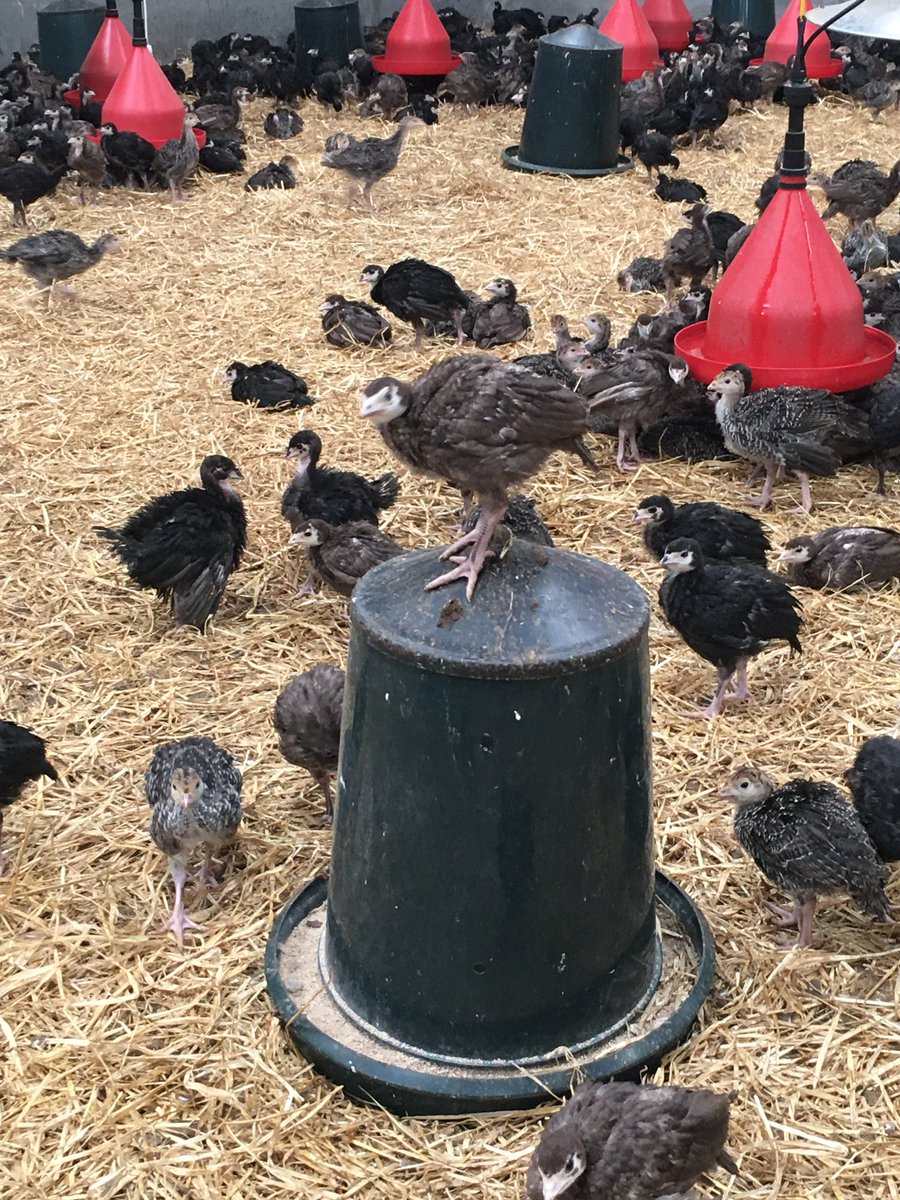 Final visit today for <a href="/FW_Awards/">FarmersWeekly Awards</a> with <a href="/barra_bronzes/">Craig Michie</a> in Aberdeenshire. All three finalists would be worthy winners but only one can claim the title of Poultry Farmer of the Year 🏆 A tough decision to make now with <a href="/FWphilclarke/">philip clarke</a> &amp; <a href="/CorrieMainsEggs/">Corrie Mains Eggs</a> #Awards <a href="/Morspan/">Morspan Construction</a> <a href="/FarmersWeekly/">Farmers Weekly</a>
