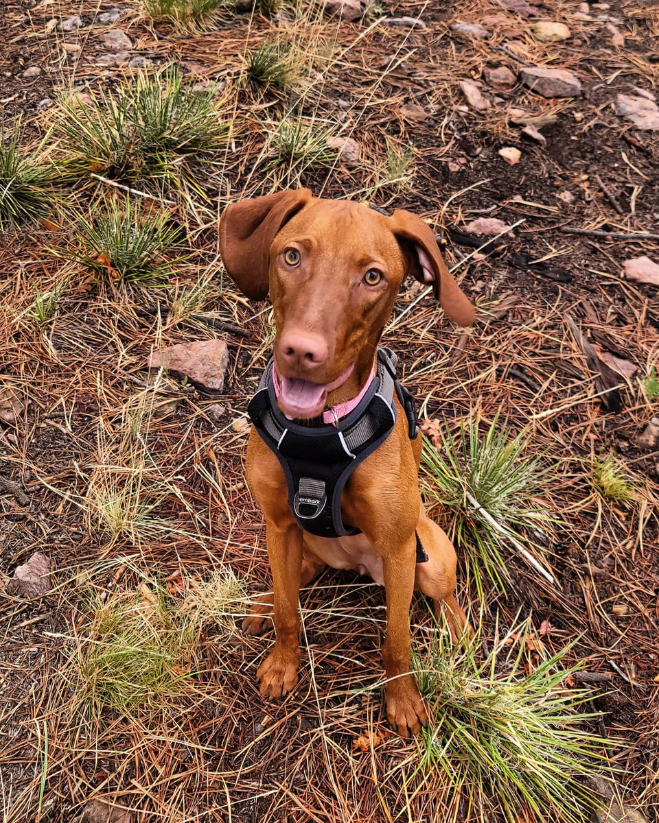 TheAvgJoeRun's tweet photo. New trail on the mountain ⛰🐕🏃‍♂️🏃‍♀️
#mountains #couple #couplerun #vizsla #couplegoals #trailrunning #running #abajomountains #beutahful #outdoors #averagejoe #theaveragejoerunner #theavgjoerun https://t.co/Gi6hDCoNB2