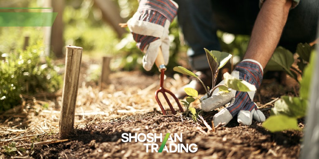 shoshantrading's tweet photo. With cultivation and repeated harvesting and sowing of the grains of wild wheat farmers made domestic strains that were more suitable for human consumption. 

#wheat #Grains #harvest #HarvestMoon https://t.co/H7Yom8qUDD