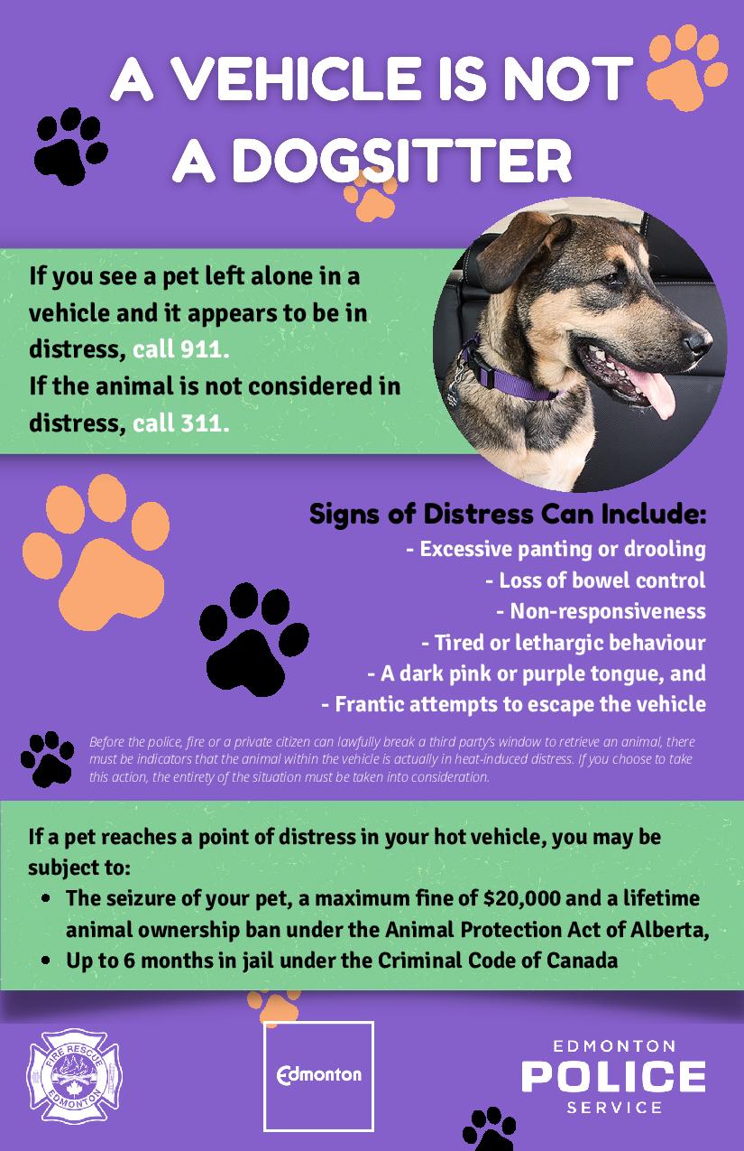 Can Dogs Be Left Alone In The Dark