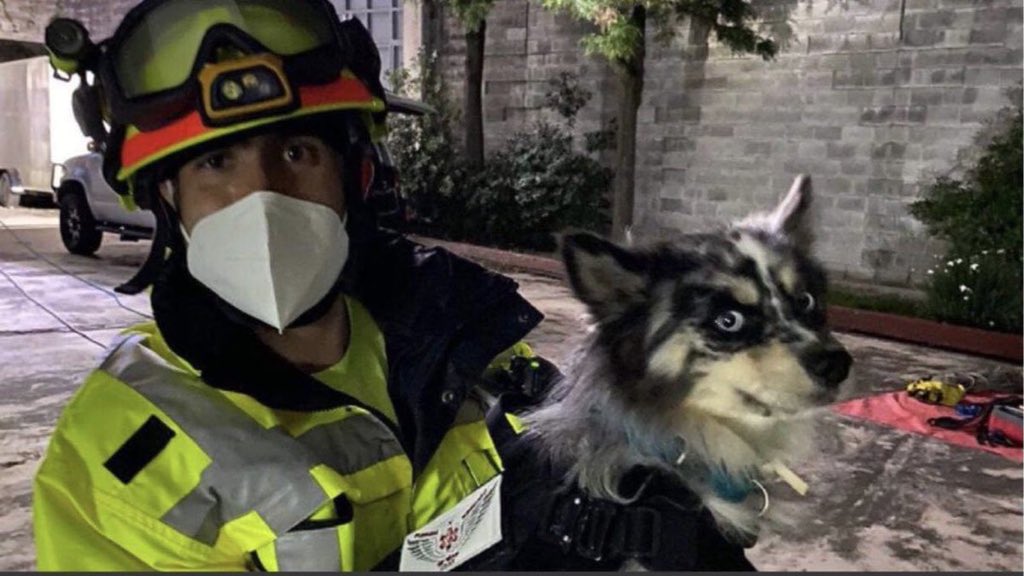 Thank you <a href="/GobiernoMX/">Gobierno de México</a> for sending legendary #Topos &amp; canines to #Surfside.

The “Moles” formed when an earthquake struck Mexico in 1985. Volunteers began to lift rubble, look for signs of life and pull people out, assisting the overwhelmed first responders.

¡Gracias, Mexico!🇲🇽