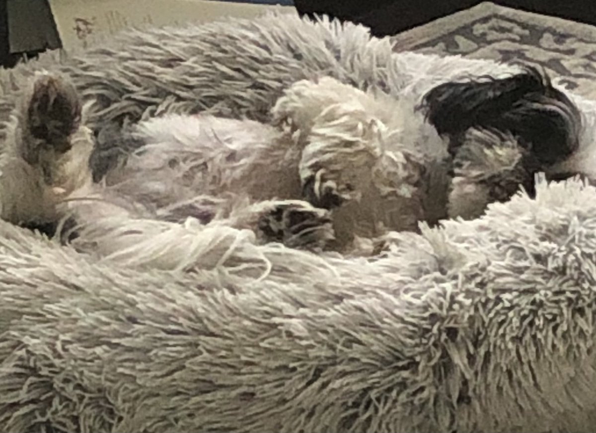 Well, friends - time to put those tired paws 🐾 up! Welcome to the dog days of summer!!! 🥳 You have earned every peaceful moment. Thank you for all you’ve done and continue to do.