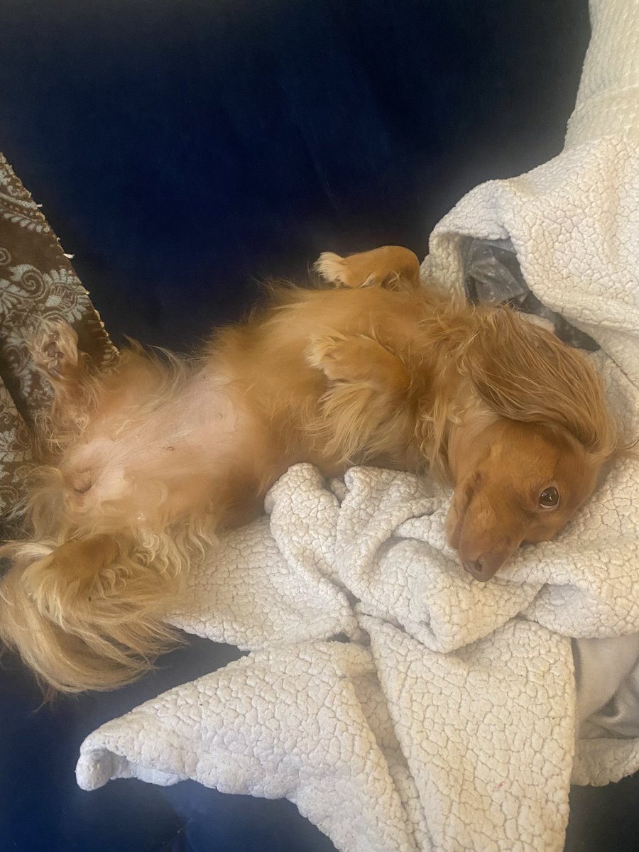 Em, Bella, and Moneypenny tweet media