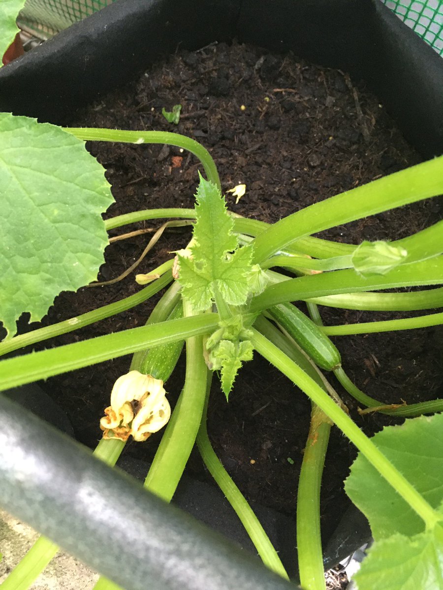 All our Courgette plants...
Are now bearing fruit... 😌
☀️💦🌿🌼🐝🥒☀️💦🌿
#Greenhouse #CourgettePlants #CourgetteFlowers #Pollinators #InOurGreenhouse #Courgette #CourgetteDefender #PlantsGrowing #GrowYourOwn #HomeGrown #Courgettes #AtNaturesPace #ConnectWithNature #GardenLife