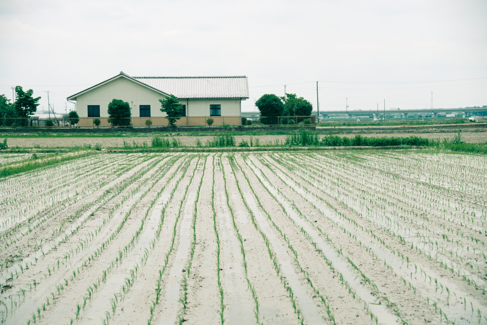 0xSAKE's tweet image. SAKΞ's rice is growing in Kuki, Saitama (久喜市, 埼玉) — 30 minutes away from Ageo (上尾市, 埼玉,) where #SAKΞ will be brewed by @kitanishishuzo. 

Kuki 🌾 -&amp;gt; Ageo 🍶 -&amp;gt; Tokyo ✈️ -&amp;gt; $SAK3 holders 📦