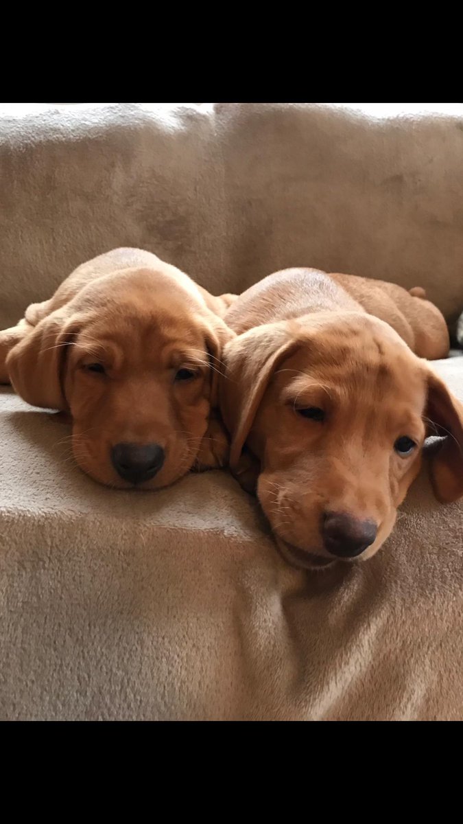 kaleb diddly squat farm tweet media