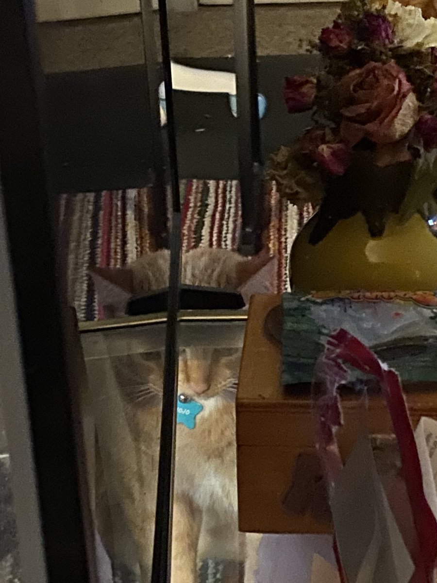 orangegaycat's tweet photo. i was just trying to eat the tv but for some reason it is hard ? https://t.co/6lFj2sf7yz