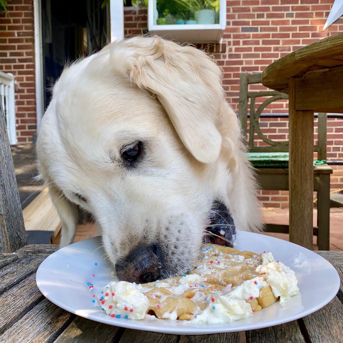 TheGoldenRatio4's tweet photo. Happy 11th Birthday to our sweet Chief Brody, protector of the beaches and our hearts 🤍 https://t.co/begR07rhzR