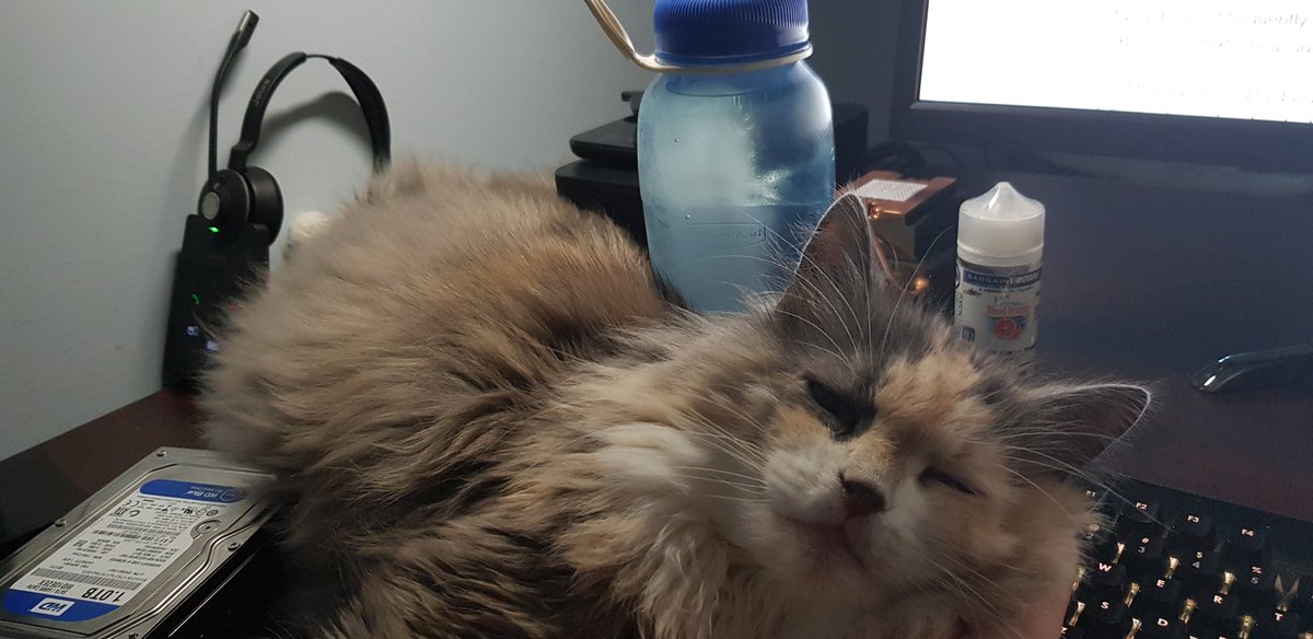 Daymian_A's tweet photo. Poor kitty trying to keep cool with my water bottle and my limbs.

She has a cold compass but I'm just irresistible. https://t.co/oEuyJ2jLxq
