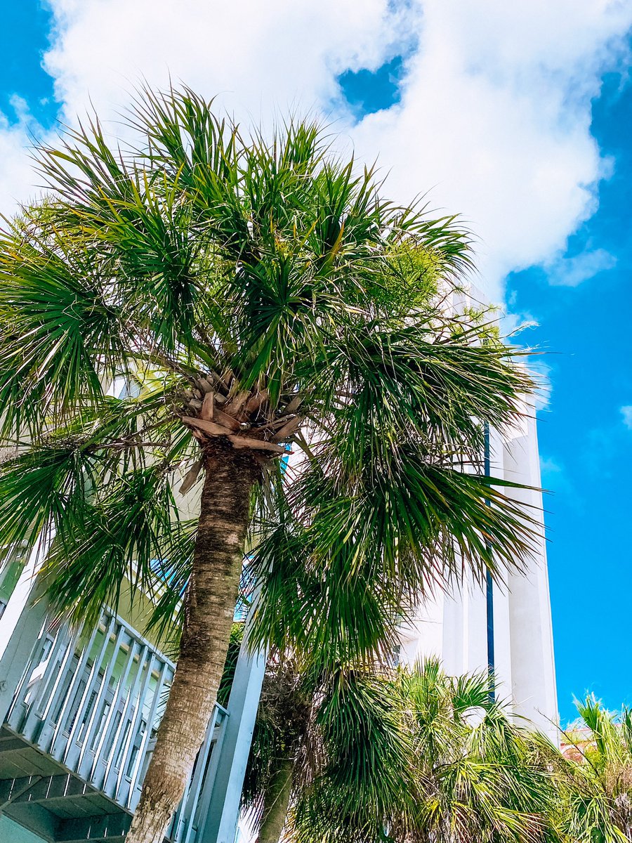chloe_ajesse's tweet photo. Bama photo dump 🌴🌸 https://t.co/PRCtuNzjqH