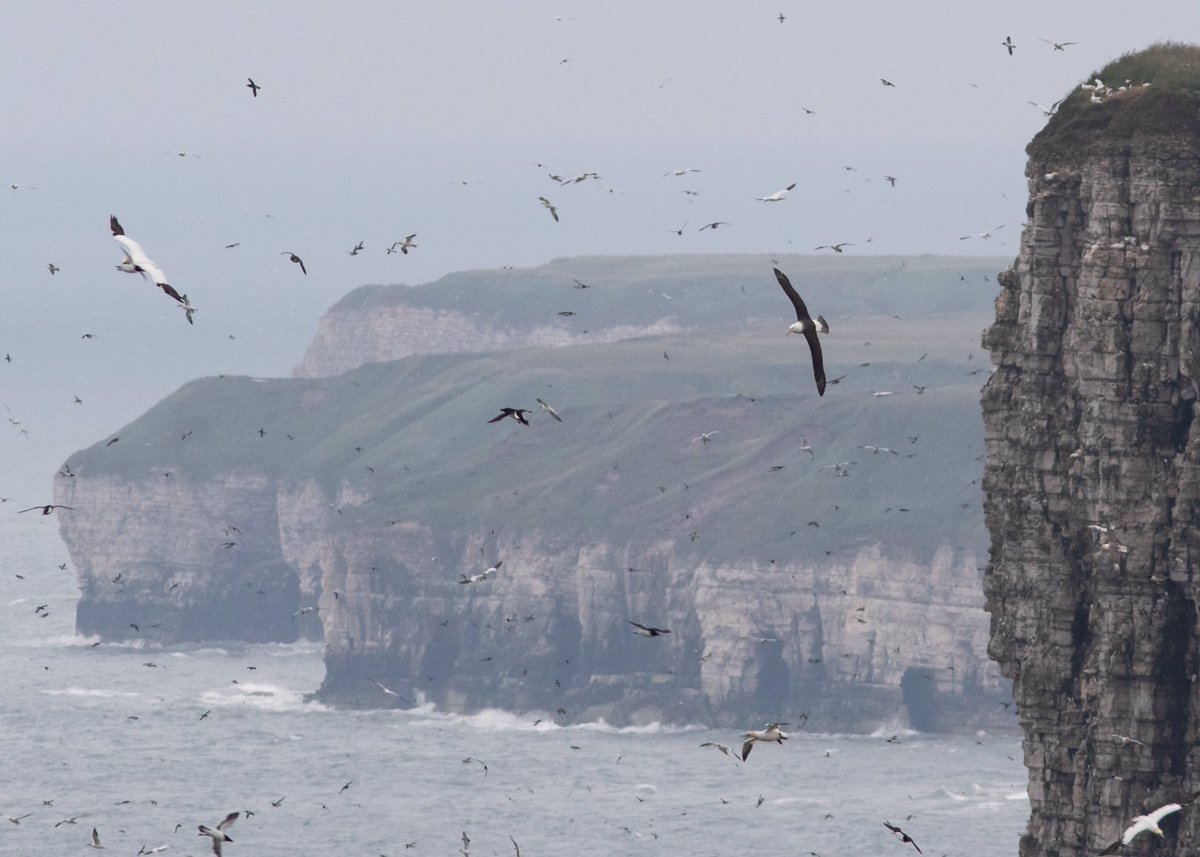 Jo_birding's tweet image. So chuffed to finally see the stunning Black-browed Albatross sat on the cliffs and flying round, much better than previous fly-pasts.