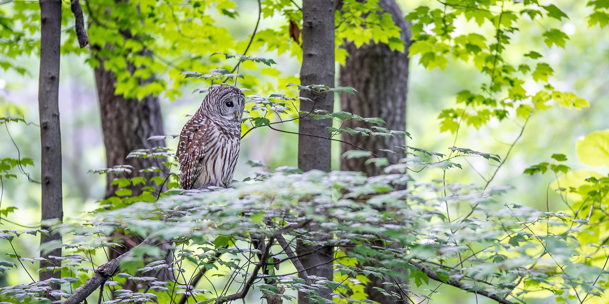 davidlei's tweet photo. Night-time observations of the #CentralPark barred #owl from the past few weeks (part 2). The Ramble is so lush now, a stark difference from how it looked when I first started observing the owl. #birdcpp #BirdTwitter #barredowl #bird #birding #birdwatching #wildlife #SonyAlpha https://t.co/WbPpgXB5ud