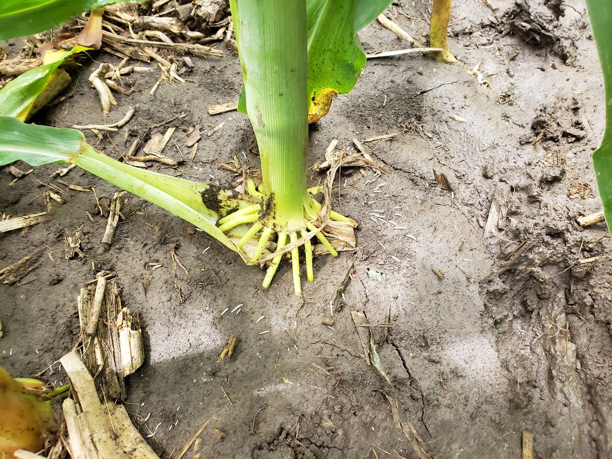 ben_swinger's tweet photo. You know it's been too wet when your corn roots have to come up for air https://t.co/qLOzrMuCNG