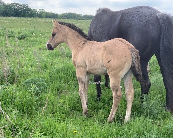 Carmelas says I have a big girl name now - Carmelas Classy Chic - AQHA #6078967. Grullo/grullo roan filly that is stocky built with a pretty head and a big hip. KruseFarm.com <a href="/farm_kruse/">KruseFarm</a> <a href="/CircleGallop/">GallopCircle</a> <a href="/CircleEquine/">EquineCircle</a> <a href="/AQHA/">AQHA</a>