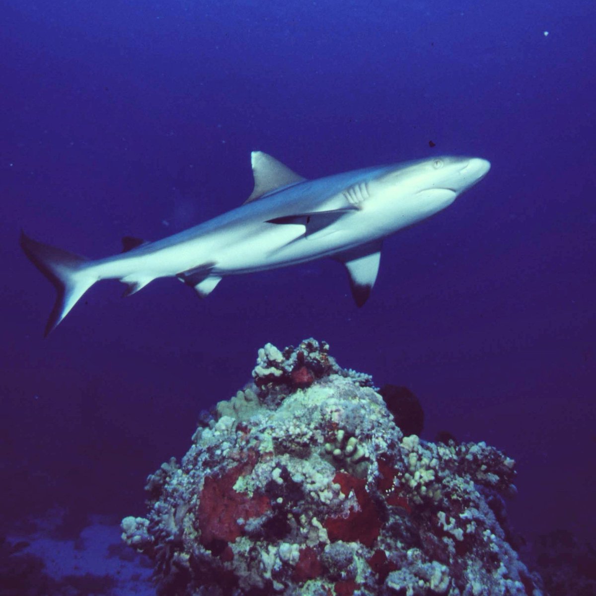 TheOceanRoamer's tweet photo. Grey Reef shark, south plateau - Shaab Rumi Atoll -25 meters depth.
#underwatersudan #redsea #discoversudan #scubasudan #reefshark #redseasharks #oc3anclub #redseauniversity  #oc3anhouse #oceanconservation #greyreefshark #shark https://t.co/a0yTJB7IOp