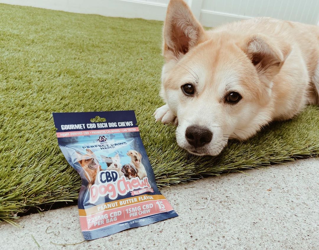 perfectpawshemp's tweet photo. 🐶Every good boy deserves Perfect Paws Hemp CBD Dog Chews!

#cbd #perfectpawshemp #doggo #cbdforpets https://t.co/wcnhrtQFX7